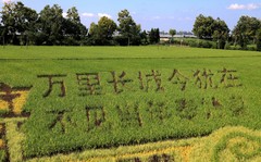 美丽乡村之稻田如画