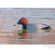 红头潜鸭 凤头潜鸭 小鸊鵜