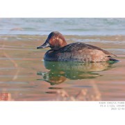 红头潜鸭 凤头潜鸭 小鸊鵜