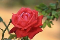 拍摄花卉一（808）