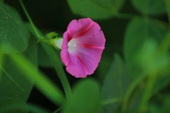 拍摄花卉一（808）