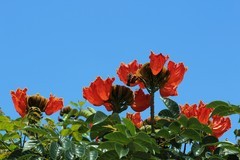 拍摄花卉一（808）