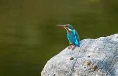 小翠鸟（三十）