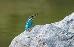 小翠鸟（三十）