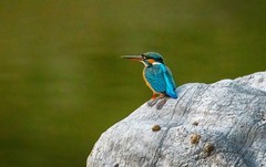 小翠鸟（三十）