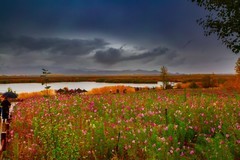 新疆可可苏里风景