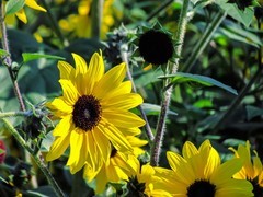 向日葵