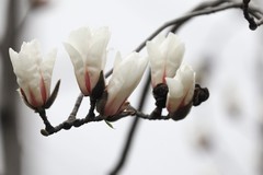 上海的市花开了