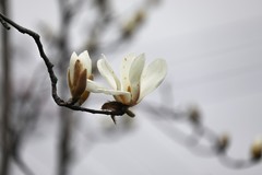 上海的市花开了