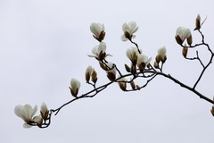 上海的市花开了