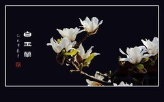 玉兰冰花似银盏，虬枝蜿蜒如龙腾