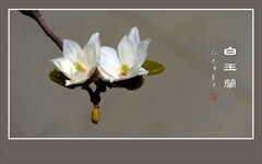 玉兰冰花似银盏，虬枝蜿蜒如龙腾