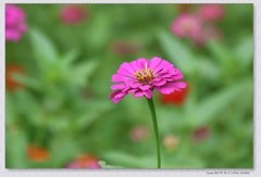 百日菊【丙午年-350】