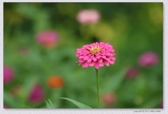 百日菊【丙午年-350】