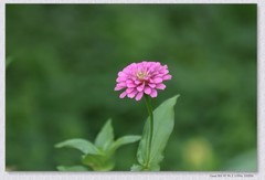 百日菊【丙午年-350】