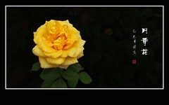 鲜艳漂亮的月季花