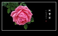 鲜艳漂亮的月季花