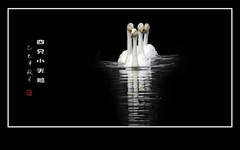 四只快乐的小天鹅