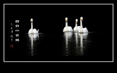 四只快乐的小天鹅