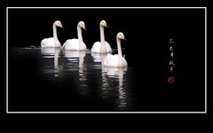 四只快乐的小天鹅