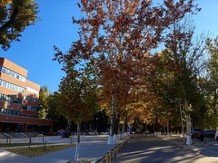 北京语言大学秋色——手机拍摄一组