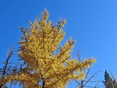 北京语言大学秋色——手机拍摄一组