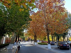 北京语言大学秋色——手机拍摄一组