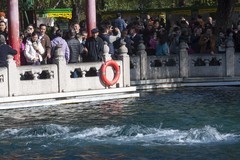 济南趵突泉第46届金秋菊展-19