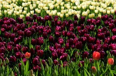 马鞍池公园郁金香花展 (5)