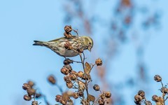 小黄雀（九十七）