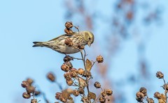 小黄雀（九十七）
