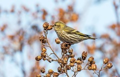 小黄雀（九十七）
