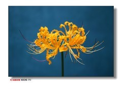 温室里的花。