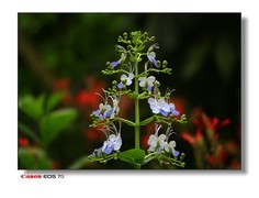 温室里的花。