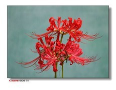 温室里的花。