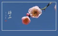 傲骨梅花分外香