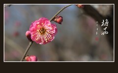 傲骨梅花分外香