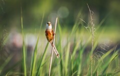 震旦鸦雀（三十七）