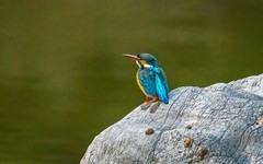 小翠鸟（三十一）