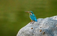 小翠鸟（三十一）