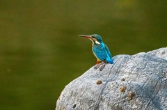 小翠鸟（三十一）