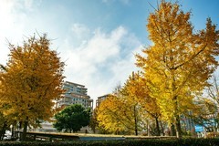 小区的银杏叶黄了。