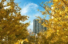 小区的银杏叶黄了。