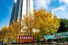 小区的银杏叶黄了。