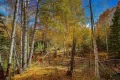 请假贴 （北疆禾木村寻秋）