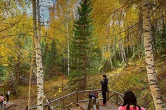 请假贴 （北疆禾木村寻秋）