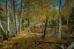 请假贴 （北疆禾木村寻秋）