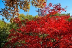 2025年第0840贴-无锡鼋头渚风光旅拍（1207）