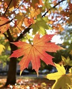 初冬的色彩【手机图】