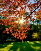 初冬的色彩【手机图】